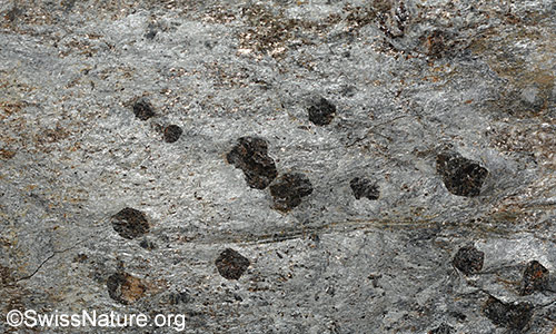 Sericitschiefer mit Kristalloblasten aus Granat und Hornblende auf der Schieferungsfläche.