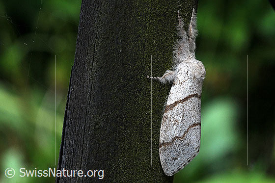 Foto: Buchen-Streckfuss (Calliteara pudibunda). Weibchen. Flügel geschlossen. Ansicht von der Seite.