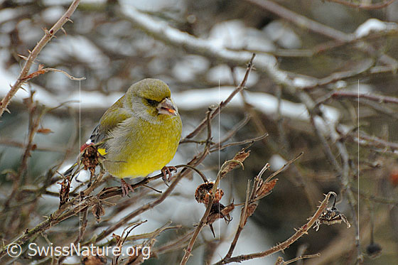 Foto: Grünling (Chloris chloris) mit Nahrung im Schnabel. Die Frucht der Rose scheint ihm zu schmecken. Wird auch Grünfink genannt.