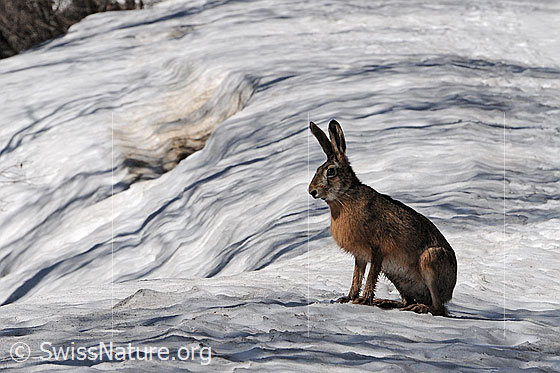 Foto: Sitzender Hase (Feldhase)
Lat.: Lepus europaeus
Familie: Leporidae (Hasen)