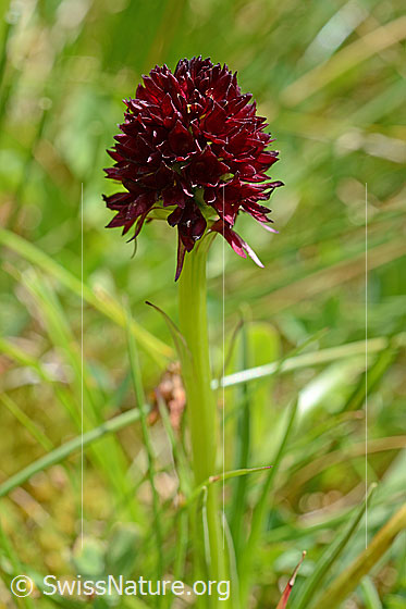 Foto: Schwarzes Männertreu (Nigritella rhellicani). Blütenstand und Stängel. Wird auch Schwarzes Kohlröschen genannt.
Umgebung: Magerrasen.
Lat.: Nigritella nigra
Familie: Orchidaceae (Orchideen)
Gattung: Nigritella (Kohlröschen)