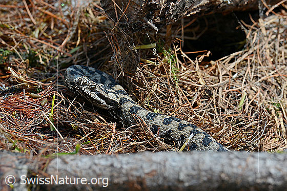 Foto: Aspisviper (Vipera aspis) wärmt sich auf den besonnten Lärchennadeln.
Lat.: Vipera aspis
Familie: Viperidae (Vipern)
Unterfamilie: Viperinae (Echte Vipern)
Gattung: Vipera (Echte Ottern)