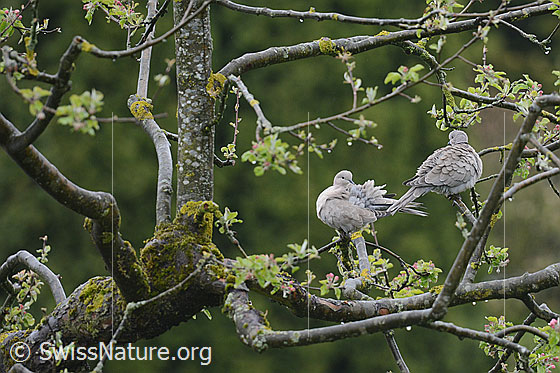 Foto: Zwei Türkentauben (Streptopelia decaocto) auf Apfelbaum.
