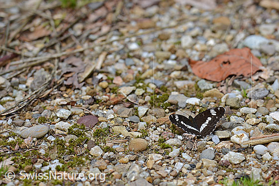 Kleiner Eisvogel (Limenitis camilla)