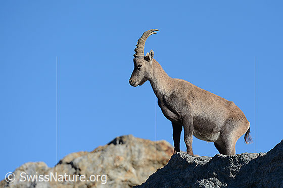 Steinbock