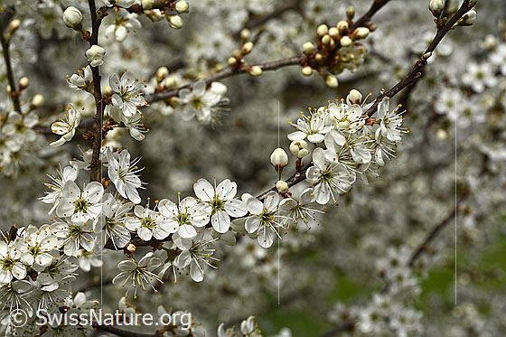 Foto: Schwarzdorn (Prunus spinosa) in voller Blust. Wird auch Schlehdorn genannt.