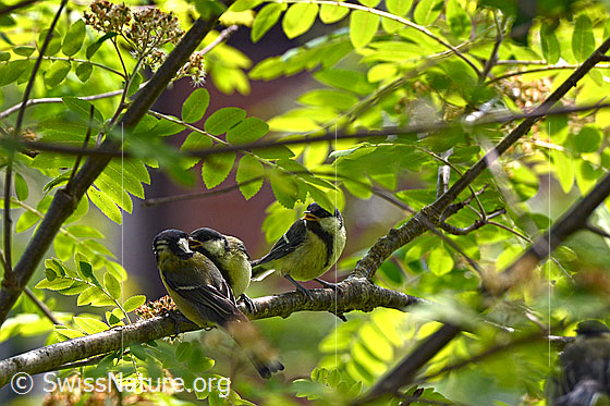 Foto: Junge Kohlmeisen (Parus major) werden gefüttert. Die Jungvögel haben das Vogelnest bereits verlassen.