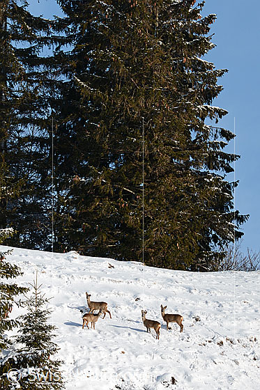 Rehe (Capreolus capreolus)
