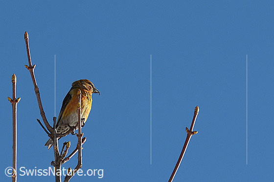Foto: Fichtenkreuzschnabel (Loxia curvirostra), Männchen
Umgebung: Hügelland mit Alpweiden und Wäldern. Höhe ca. 1200m ü.M.
Lat.: Loxia curvirostra
Familie: Fringillidae (Finken)
Unterfamilie: Carduelinae (Stieglitzartige)