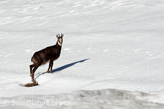 Photo: Chamois (Rupicapra rupicapra) on a snow-covered slope.