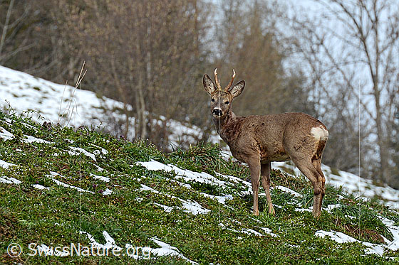 Rehbock (Capreolus capreolus)