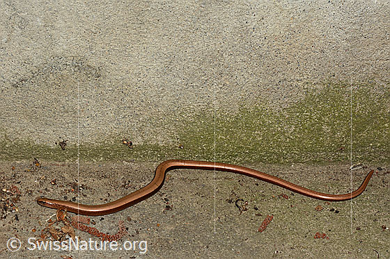 Foto: Blindschleiche (Anguis fragilis) in voller Länge.