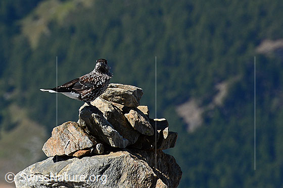 Foto: Tannenhäher auf Steinmann sitzend. 
Umgebung: Felsiges Gelände. Höhe: ca. 3200m ü.M.
Lat.: Nucifraga caryocatactes
Familie: Rabenvögel (Corvidae)