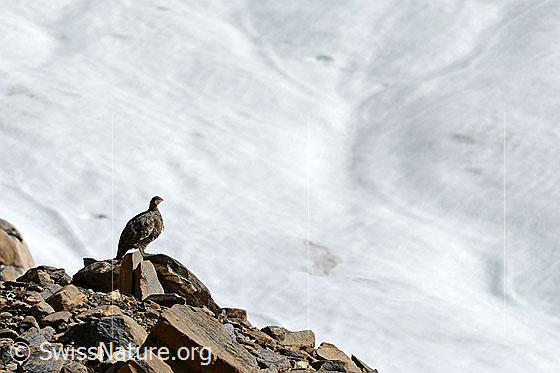 Foto: Alpenschneehuhn am Gletscherrand.