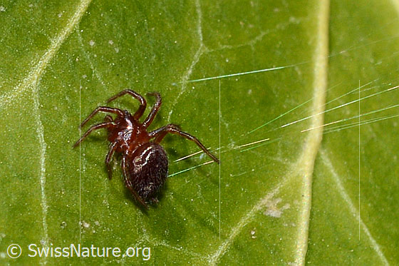 Foto: Robertus lividus (Kugelspinne). Körperlänge 2.5 - 4mm.