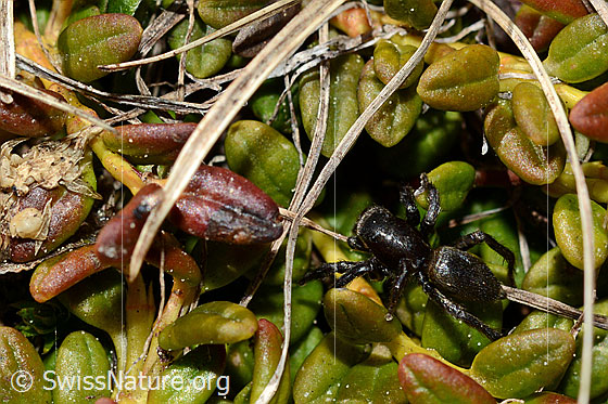Gebänderte Bodenspringspinne (Phlegra fasciata), Männchen