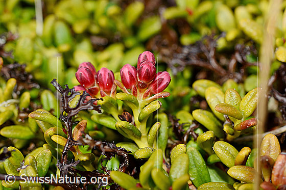 Photo: Loiseleuria procumbens, shortly before flowering.