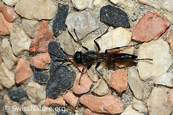 Gemeine Sandwespe (Ammophila sabulosa)