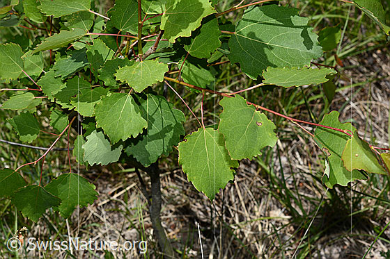 Espe (Populus tremula) mit Eigelege