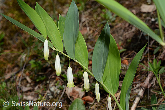 Echtes Salomonssiegel (Polygonatum odoratum)