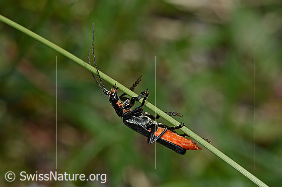 Foto: Käfer aus der Familie der Weichkäfer.
Wahrscheinlich Schwarzer Sumpf-Weichkäfer (Cantharis paludosa).