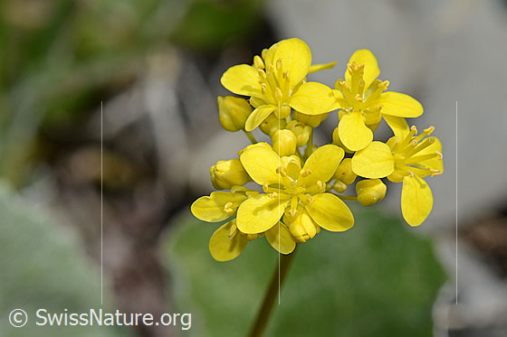 Foto: Gemeines Brillenschötchen (Biscutella laevigata). Blüten.