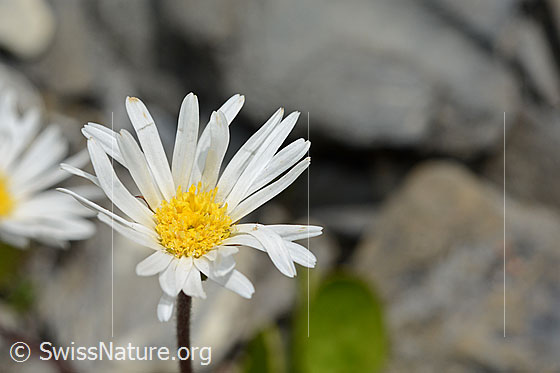 Photo: Aster bellidiastrum. Flower.