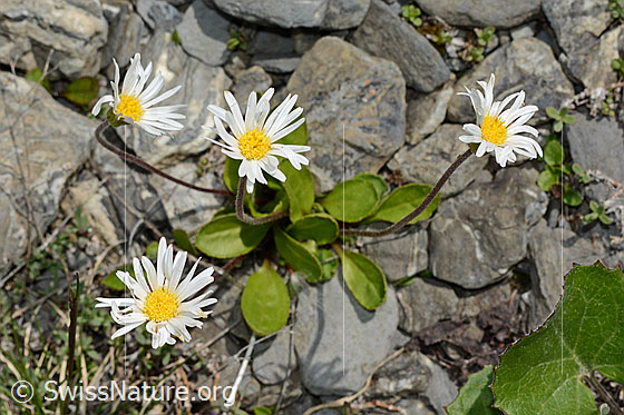 Photo: Aster bellidiastrum. Whole plant (habit).