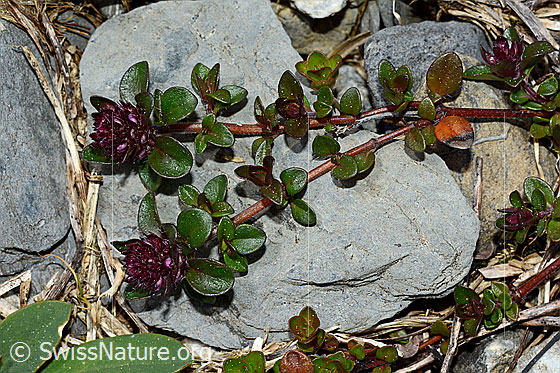 Photo: Thymus polytrichus. Fresh shoots. Flowers not yet fully open.