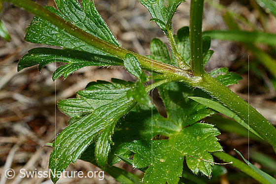 Photo: Probably Ranunculus repens. Leaves and stem.