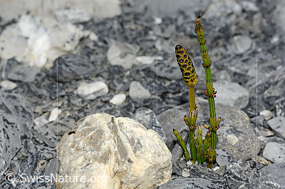 Photo: Equisetum palustre. Whole plant (habit).