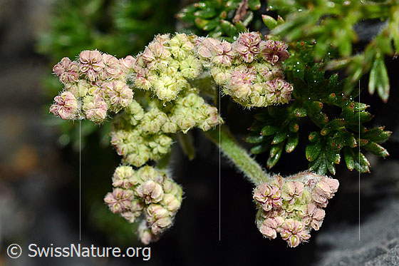 Photo: Probably Athamanta cretensis. Flowers shortly before opening.
