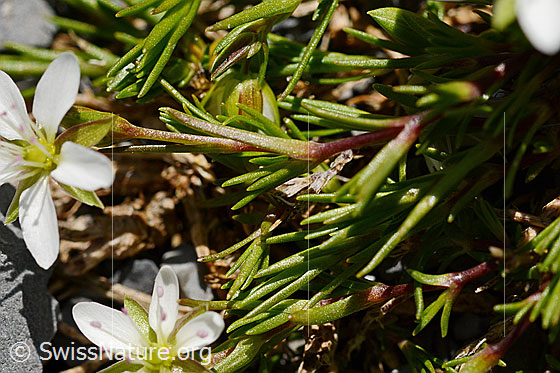 Foto: Frühlings-Miere (Minuartia verna). Blätter und Stängel.