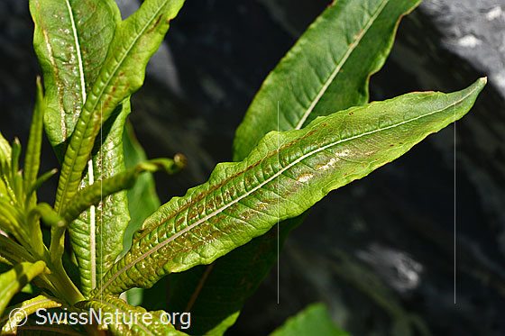 Photo: Epilobium fleischeri. Leaf top.