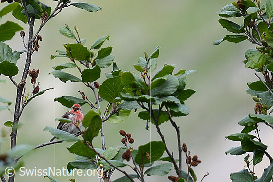 Foto: Birkenzeisig (Acanthis flammea) in Strauch sitzend.