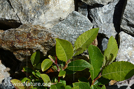 Sal-Weide (Salix caprea)