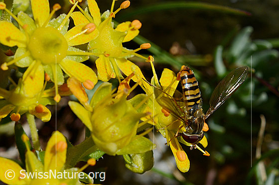 Photo: Episyrphus balteatus sitting on flowers of Saxifraga aizoides. View from oblique above. Wings folded out to the side. Female.
