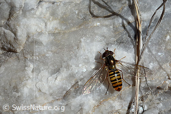 Hainschwebfliege (Episyrphus balteatus)