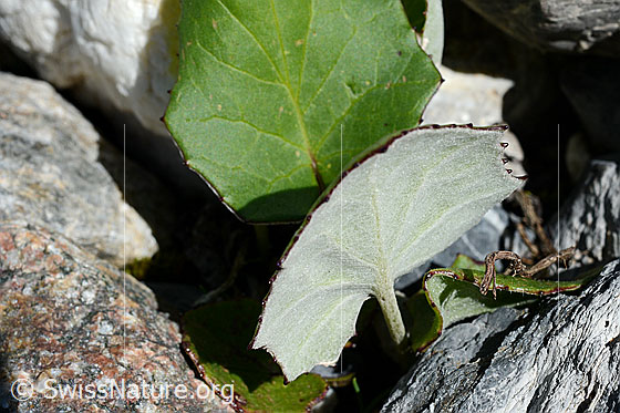 Foto: Huflattich (Tussilago farfara). Blätter.