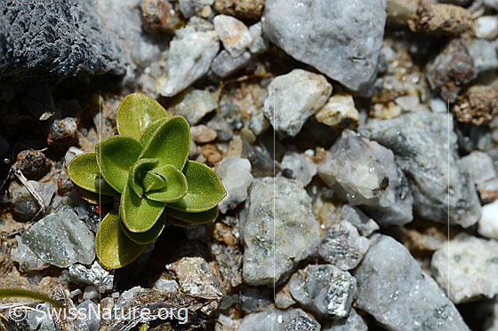 Foto: Frühlings-Enzian (Gentiana verna). Grundständige Blattrosette.