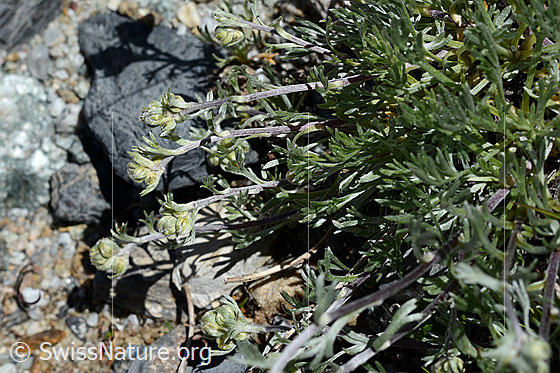 Foto: Echte Edelraute (Artemisia umbelliformis). Knospen, Stängel und Blätter.