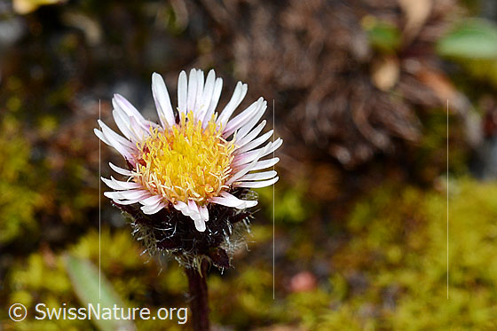 Foto: Einköpfiges Berufkraut (Erigeron uniflorus). Blüte und Hüllblätter.