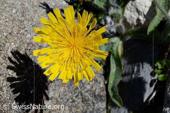 Foto: Grauzottiges Habichtskraut (Hieracium piliferum). Blüte.