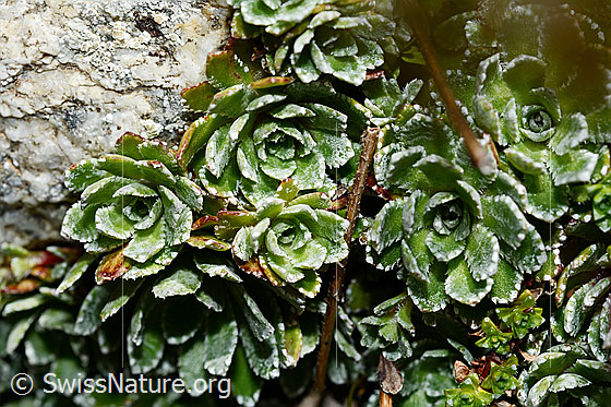 Foto: Trauben-Steinbrech (Saxifraga paniculata). Blattrosetten.