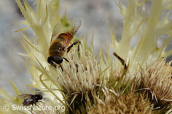 Photo: Eristalis tenax on Cirsium spinosissimum. Male.