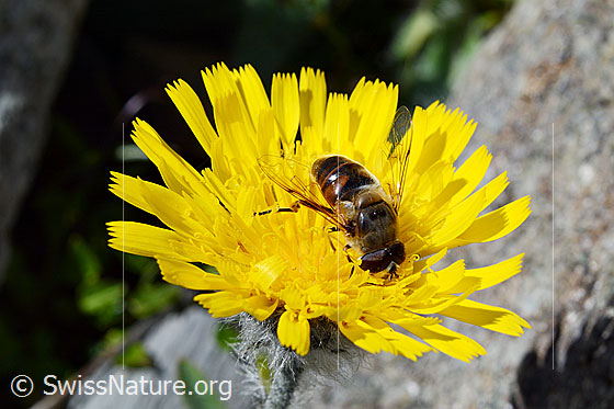 Foto: Mistbiene (Eristalis tenax) auf Blüte des grauzottigen Habichtskrauts (Hieracium piliferum). Männchen. Ansicht von schräg oben.