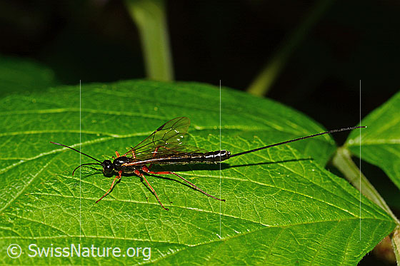 Riesenschlupfwespe (Dolichomitus imperator)
