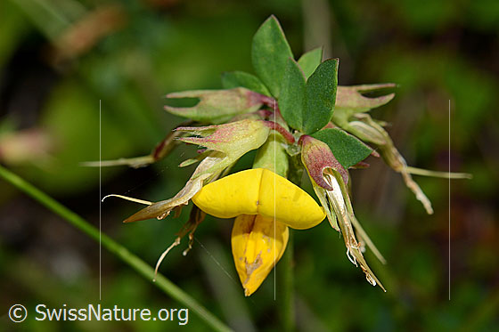 Foto: Gewöhnlicher Hornklee (Lotus corniculatus). Blüten. Blühend und verblüht.