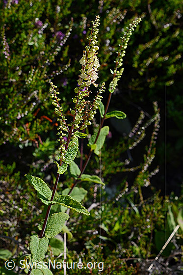 Foto: Salbeiblättriger Gamander (Teucrium scorodonia). Ganze Pflanze (Habitus).