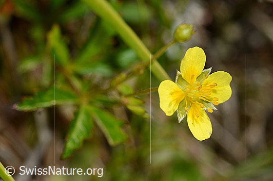 Foto: Blutwurz (Potentilla erecta). Blüte und Stängel. Alias: Gemeiner Tormentill. 